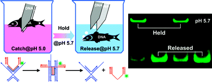 Bioengineering Wonder - DNA 'Tweezers'